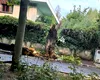 Furtuna a rupt copacul din curtea vilei în care locuiește Ion Iliescu