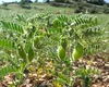 Năutul, o cultură redescoperită de fermierii români