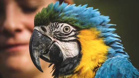 Pedeapsă la grădina zoologică pentru cinci papagali care înjurau turiștii