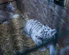 Doi pui de tigru alb, o specie rară – noile vedete ale singurei grădini zoologice din țară cu intrarea gratuită