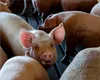 Focar de pestă porcină africală la o fermă cu 30.000 de porci. Mii de animale urmează să fie sacrificate