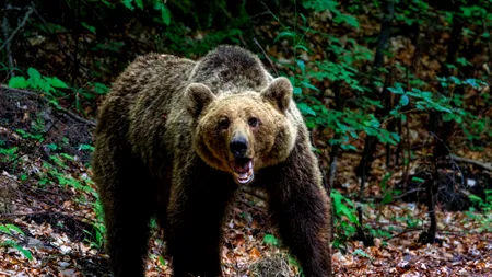 Recomandările specialiștilor pentru întâlnirile față în față cu urșii, pe traseele montane