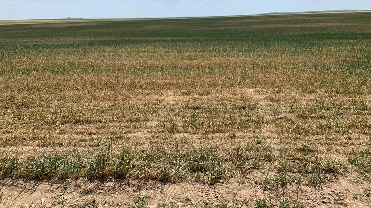 Care sunt zonele unde fermierii se confruntă cu secetă puternică