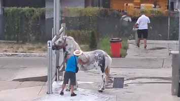 Ce se întâmplă dacă-ți speli calul într-o spălătorie auto