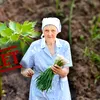 Ce se pune la rădăcina leușteanului ca să crească de doi metri. Calendarul care îți dublează recolta de frunze