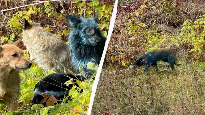 Câinii albaștri din Cernobîl uimesc cercetătorii: misterul blănii colorate și adaptarea genetică la medii toxice