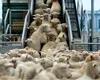 Cel mai mare abator din Spania, Murgaca, va exporta ovine din România în Arabia Saudită și Algeria