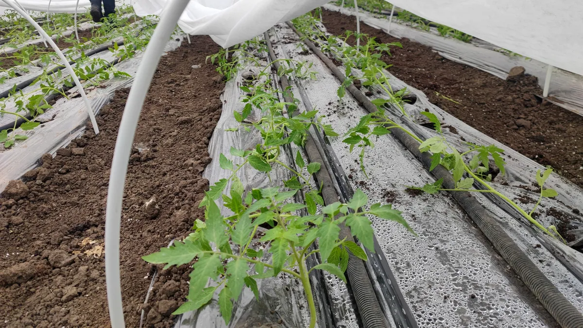 Legumicultorii olteni au început să planteze răsadurile de roșii în solarii