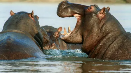 Animalele iau Covid-19: Doi hipopotami dintr-o grădină zoologică au fost testaţi pozitiv