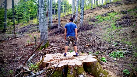 Se taie ultimii giganți din pădurea României. Aceste păduri sunt singurul scut climatic al țării