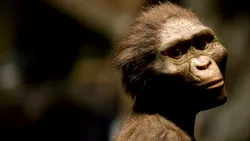 Lucy nu a fost singura: o specie umană și mai primitivă de australopitec a coexistat cu ea