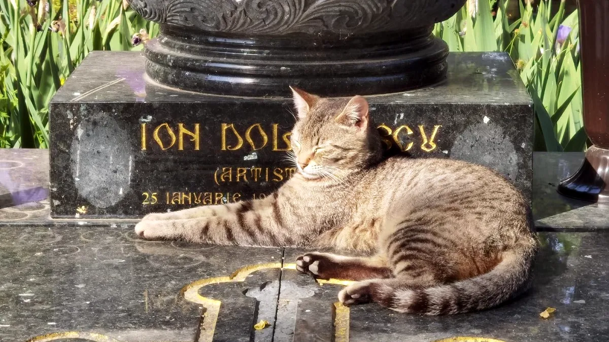 O invitație la Cimitir! Bellu – un muzeu în aer liber!