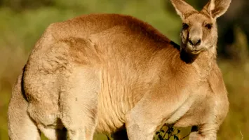 Un cangur „musculos” a încercat să înece un bărbat în Australia, după o altercație neașteptată