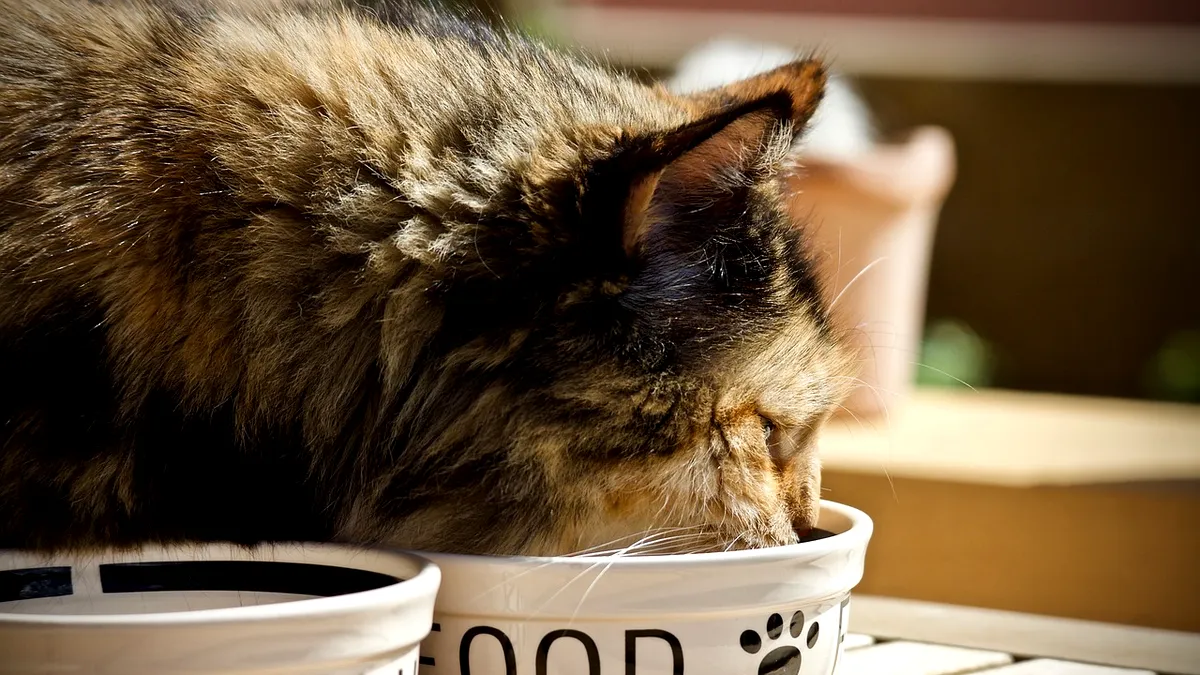 Noi delicii culinare pentru câini şi pisici? Un mare furnizor de arome şi ingrediente pentru parfumuri şi cosmetice intră pe piaţa de hrană pentru animale de companie