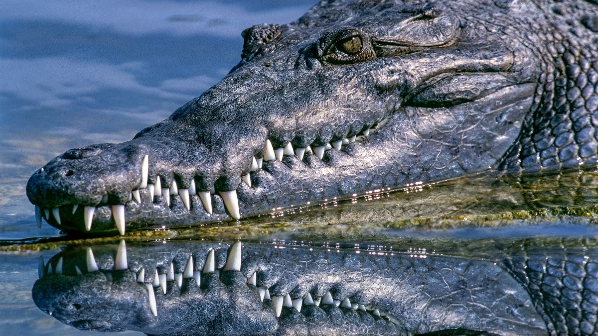 O fată de 28 de ani s-a luptat cu un crocodil pentru a-și salva sora geamănă