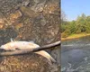 Dezastru ecologic pe Târnava Mică. Ecosistemul a fost distrus, iar refacerea va dura decenii