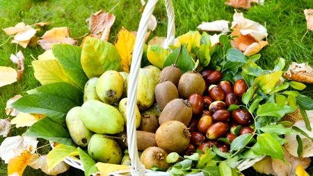 Fructul exotic cultivat în locul caiselor în România. Este rezistent la îngheț