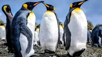 Trump taxează tot ce mișcă în lume, chiar și insule doar cu pinguini și foci