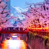 Afluxul de turiști forțează anularea festivalului înfloririi cireșilor în Japonia