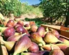 Tărâmul smochinelor, în România. Localitatea în care aproape toată lumea cultivă smochini