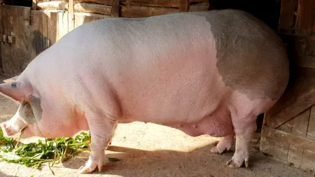 Marcel, Jardel și Messi, luptă grea pentru titlul de cel mai mare porc din România