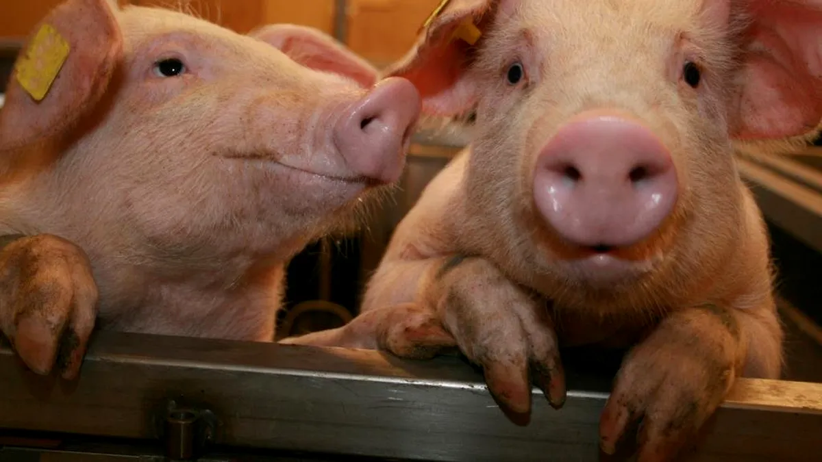 ANSVSA: Numărul cazurilor de pestă porcină africană a ajuns la 631 în România