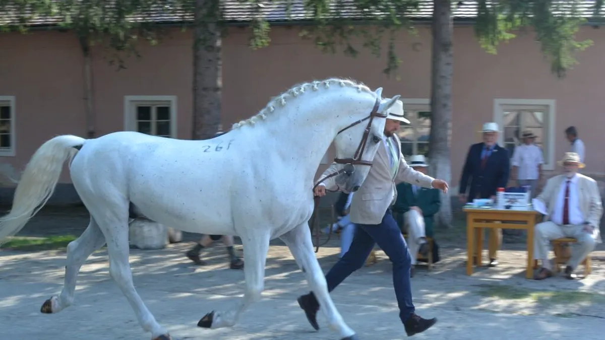Cum au ajuns caii de rasă lipițană din România în Patrimoniul UNESCO! (VIDEO)