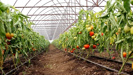 Comisia Europeană, sprijin suplimentar pentru agricultorii români. Sunt vizați producătorii de tomate și usturoi