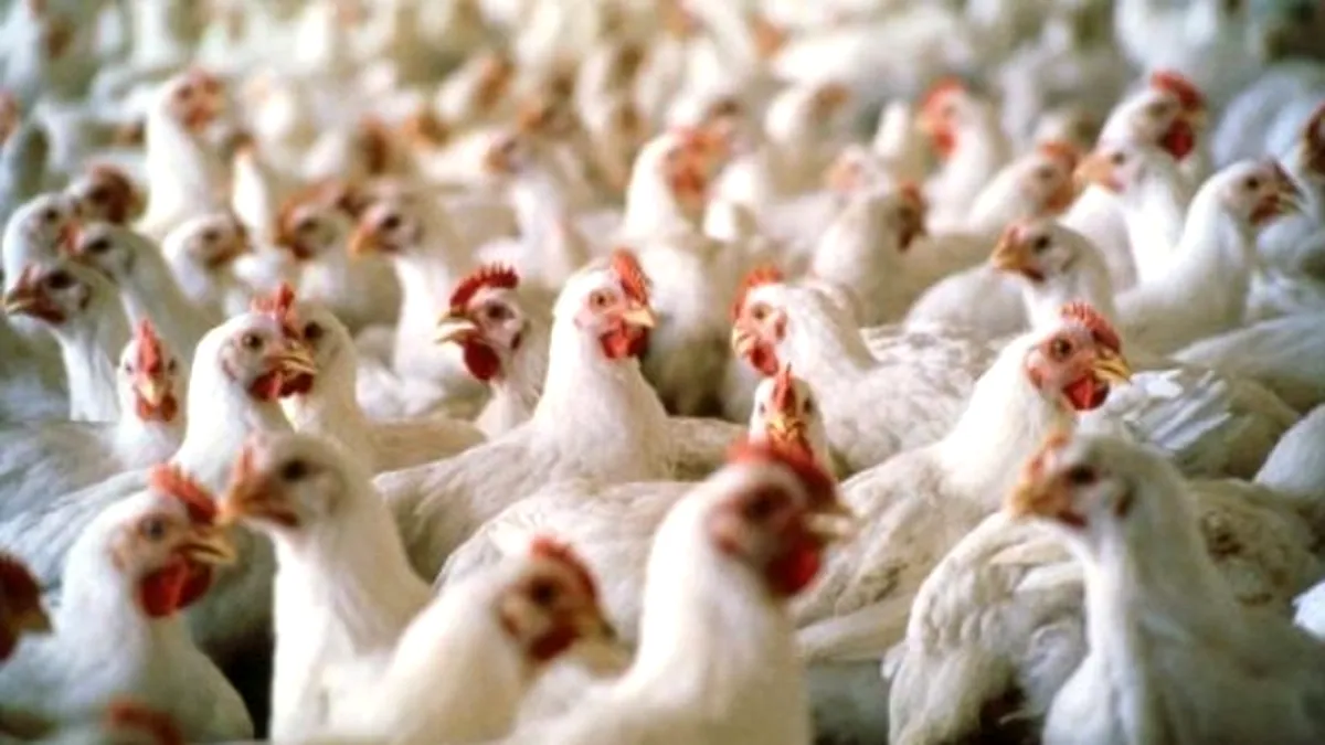 Ferma din România care produce anual peste 43 de milioane de pui de carne. Investiție de 10 milioane de euro, fonduri europene şi naţionale (VIDEO)