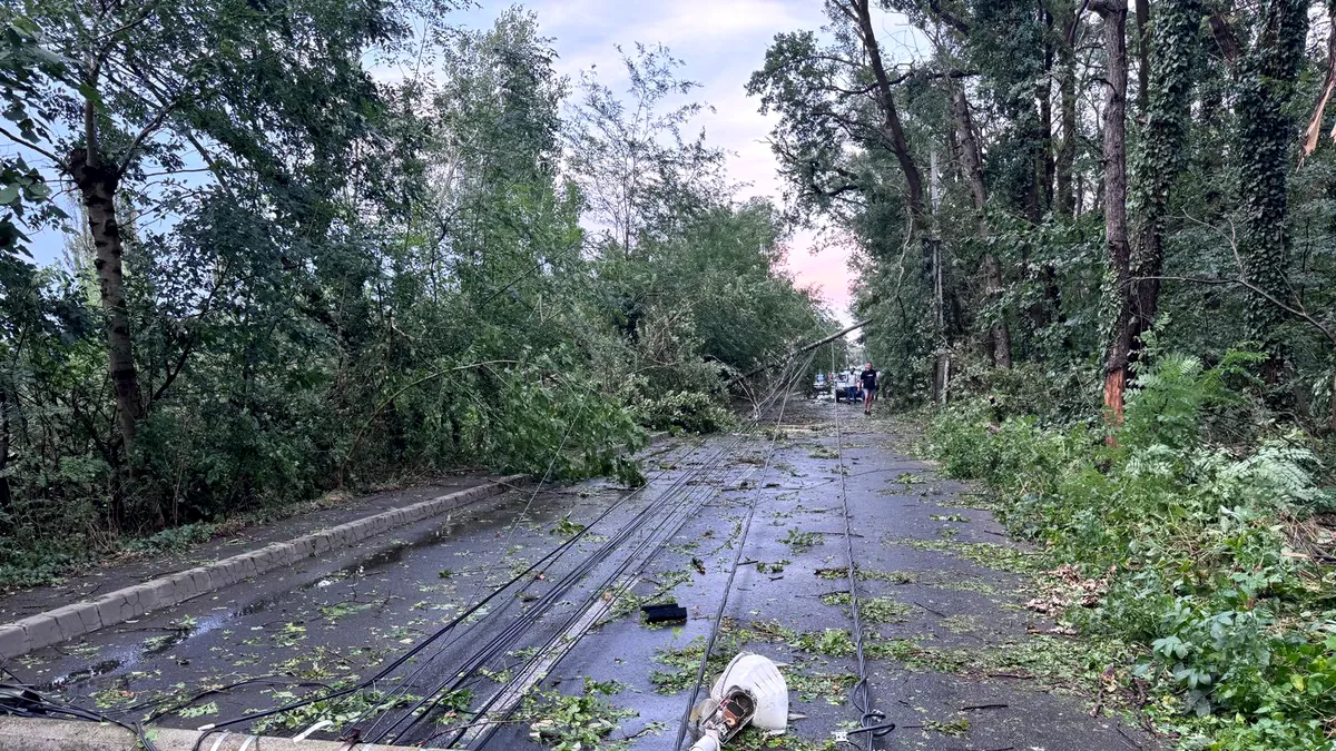 Accesul în cartierul Greenfield, blocat de copaci și stâlpi de lumină prăbușiți pe carosabil