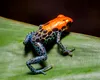 Studiu: Majoritatea speciilor de pe Pământ provin din câteva „explozii” evolutive