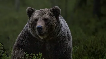 A fost elaborată documentația necesară emiterii acordului de extragere a ursului care a cauzat decesului unui tânăr