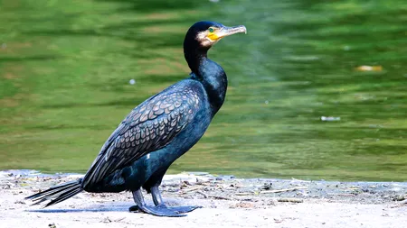 Daea aşteaptă punerea în aplicare a legii de vânare a cormoranilor: Mănâncă mai mult peşte decât românii