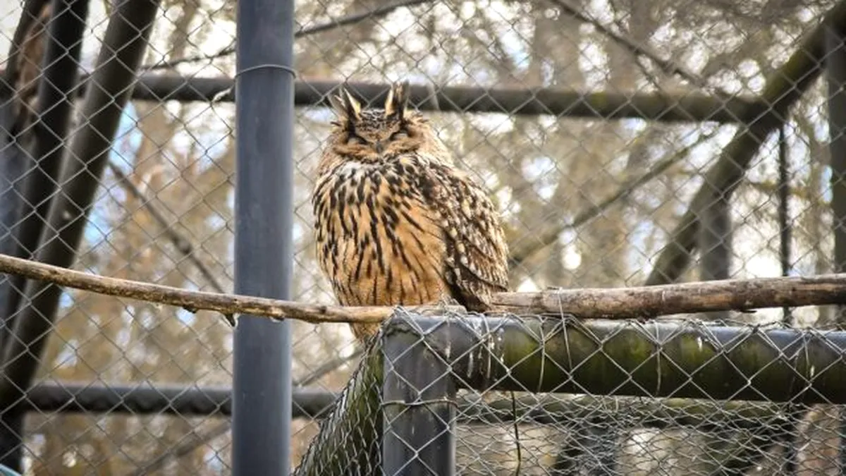 Noi animale la Zoo Sibiu, primite cu titlu de donație din Ungaria