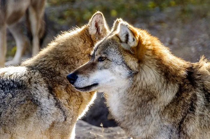 Faună. Lupii își păstrează pe viață partenerii / Foto: pixabay