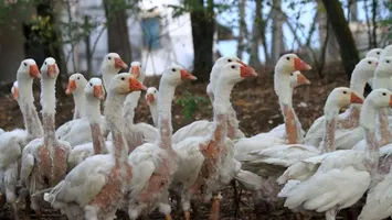 Noi mai avem idei. Voi mai aveți gâște? Trăiască ROBOR și IRCC!