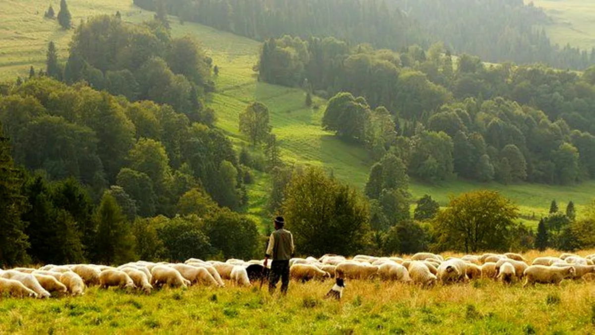 Zootehnia în UE: Românii cu oile, grecii cu caprele, iar spaniolii cu porcii