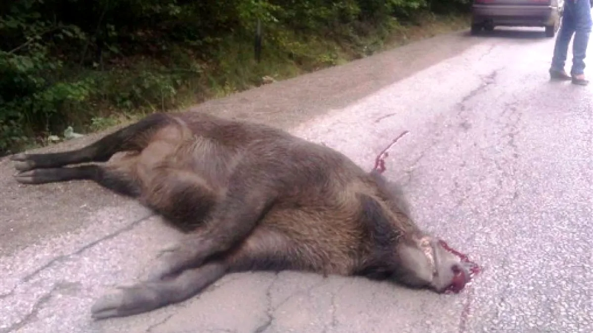 Pestă porcină africană în zona Lazio