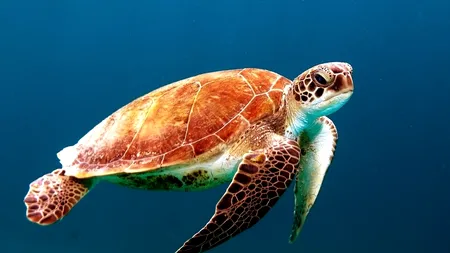 Dezastru ecologic de proporții în Sri Lanka. Aproape 200 de țestoase, zeci de delfini și patru balene au murit