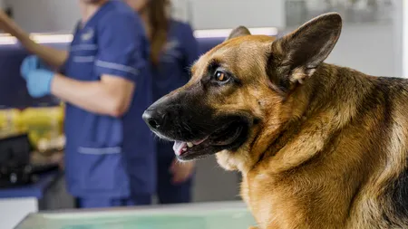 Sterilizarea sau castrarea câinilor - de ce este recomandată și unde o poți face în Suceava