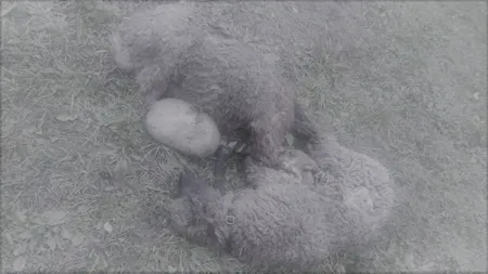 Comarnic: ziua și atacul urșilor. Animalul se face apoi nevăzut și atacă iar. Oamenii nu au voie să-și apere gospodăria