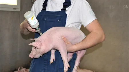 România vrea să producă vaccinul împotriva pestei porcine africane cu ajutorul Vietnamului