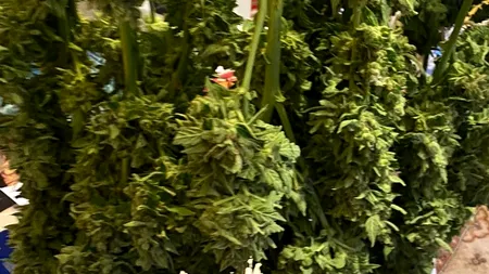Cultură de cannabis în localitatea argeșeană Lerești (FOTO)