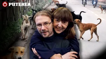 Capturarea unui câine maidanez la Ploiești costă mult mai mult decât alocația unui copil