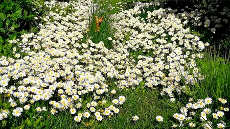 Interviu neconvențional – cu Crăiasa Florilor! Prin grădina fermecată