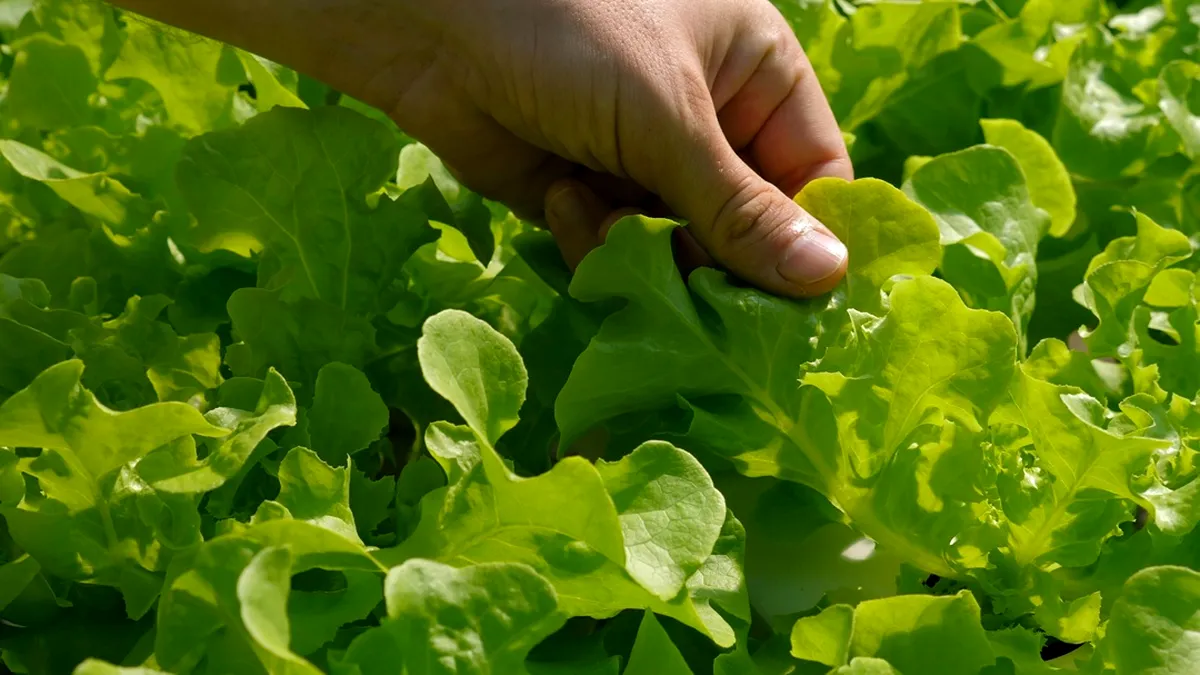Planta care poate fi folosită pentru calmarea durerilor. Crește peste tot