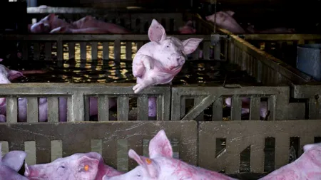 ANSVSA recomandă mai multe măsuri pentru protecţia animalelor în cazul inundaţiilor
