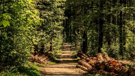 Sute de controale în întreaga ţară pentru protejarea fondului forestier. Au fost date amenzi de peste 300.000 de lei