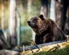 România adoptă noi măsuri pentru protecția naturii: Răspunsul guvernului la cerințele Comisiei Europene