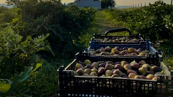 Se întâmplă în România: un fermier a transformat un băț de smochin într-o livadă cu peste 600 de pomi
